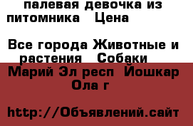 палевая девочка из питомника › Цена ­ 40 000 - Все города Животные и растения » Собаки   . Марий Эл респ.,Йошкар-Ола г.